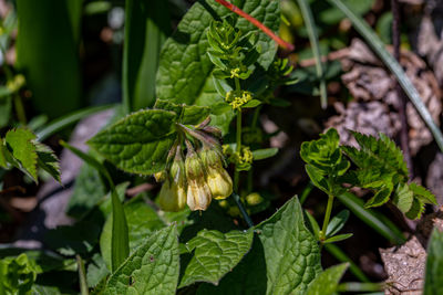 Close-up of plant