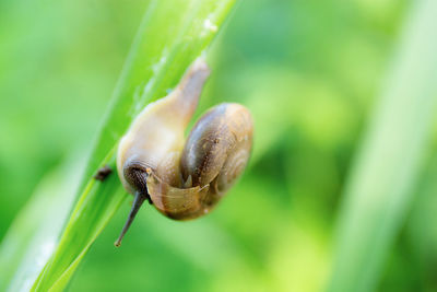 Close-up of insect on plant