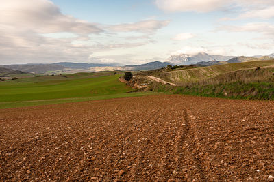 Scenic view of field against sky