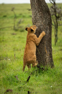 Lion cub starts to climb tree trunk