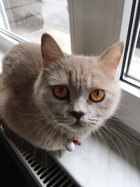 Close-up portrait of a cat