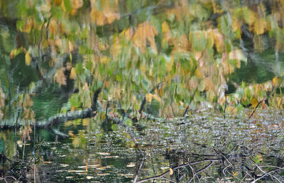 Scenic view of lake in forest