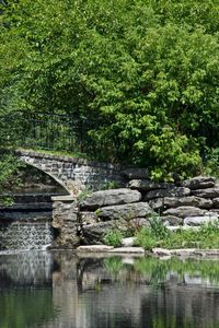 Bridge over lake in forest