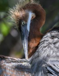 Close-up of a bird