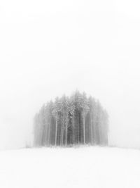 Trees in forest during winter