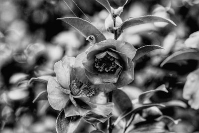 Close-up of wilted flowering plant