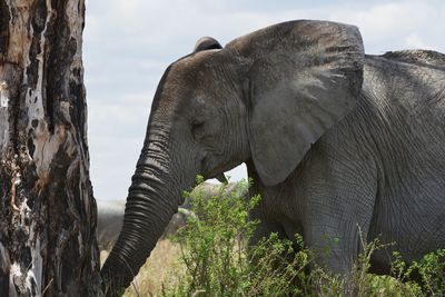 Close-up of elephant