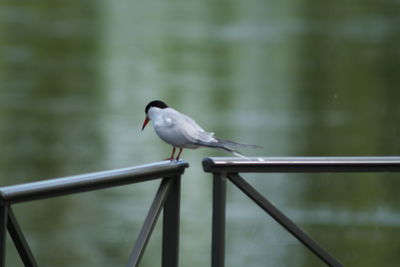 Bird perching on railing