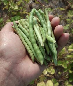 Close-up of cropped hand holding apple