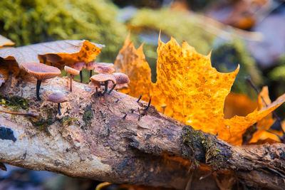 Close-up of autumn leaves on tree