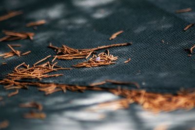 Close-up of maple leaf