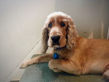 Portrait of dog sitting at home