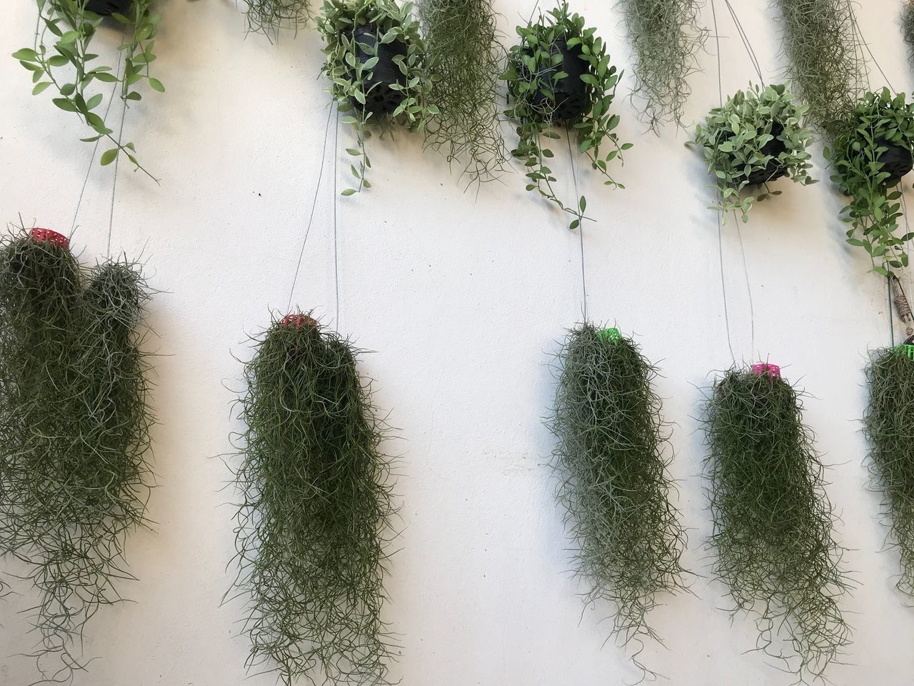 HIGH ANGLE VIEW OF CACTUS PLANTS ON FIELD