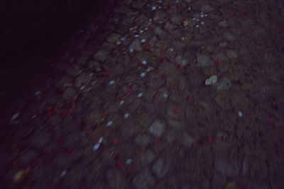 View of trees at night