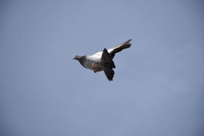 Low angle view of seagull flying in sky