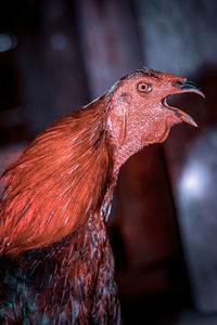 Close-up of rooster