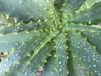 Close-up of water drops on leaf