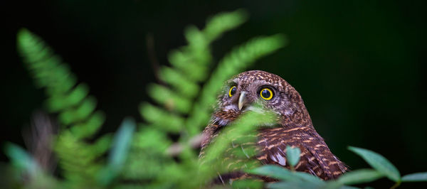 Close-up of eagle