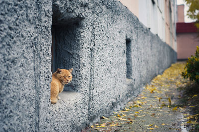 View of a cat on wall