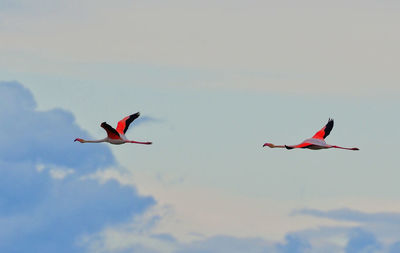 Low angle view of birds flying in sky