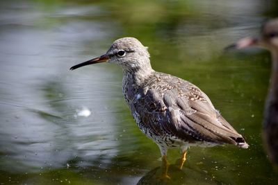 Close-up of bird in lake