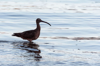 Bird on a lake
