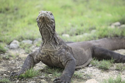 Komodo dragon on field