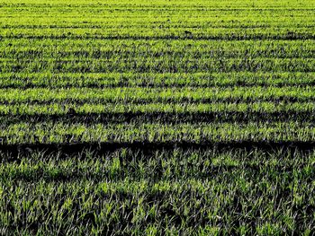 Full frame shot of corn field