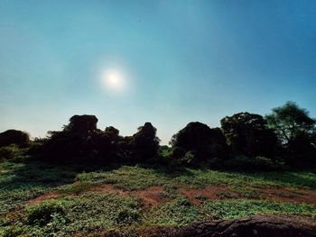 Low angle view of trees on field against sky