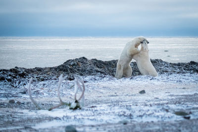 Two polar bears wrestle on rocky shore