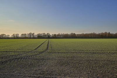 Scenic view of field against sky