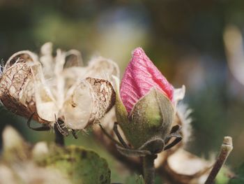 Close-up of pink flowers