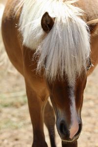 Close-up of a horse in the field