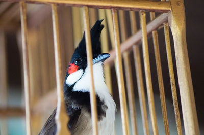 Close-up of bird perching in cage