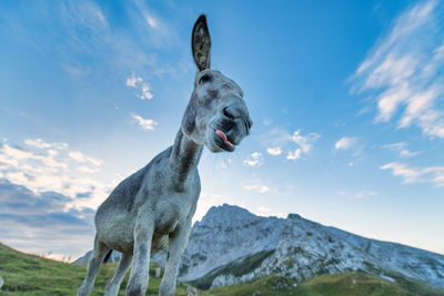 Low angle view of giraffe against sky