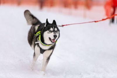 View of a dog on snow