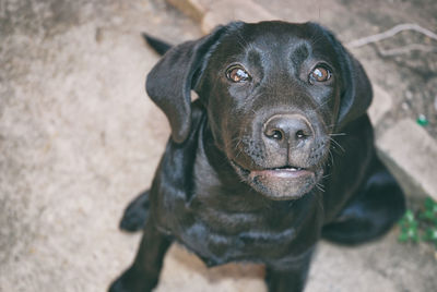 Close-up portrait of dog