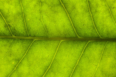 Full frame shot of green leaf