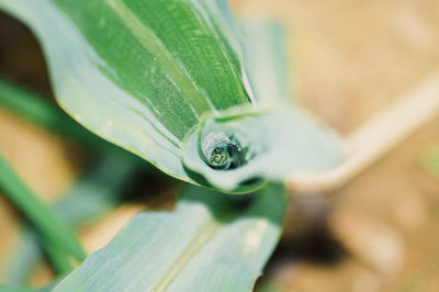 Close-up of water drops on leaf