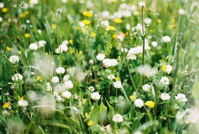 White daisy flowers in field