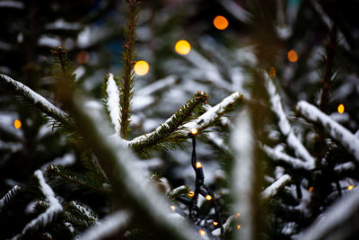 Close-up of frost on tree during winter