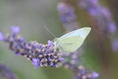 Close-up of butterfly pollinating on purple flower