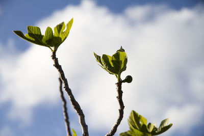 Close-up of flowering plant against sky