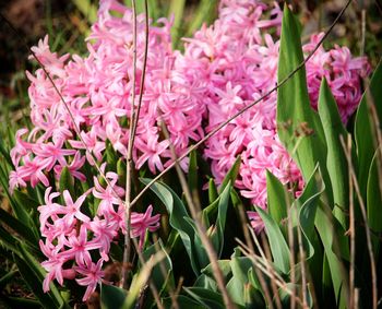 Close-up of pink flowers