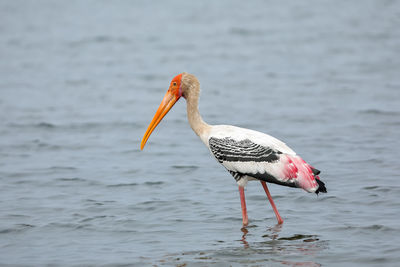 Side view of a bird in water