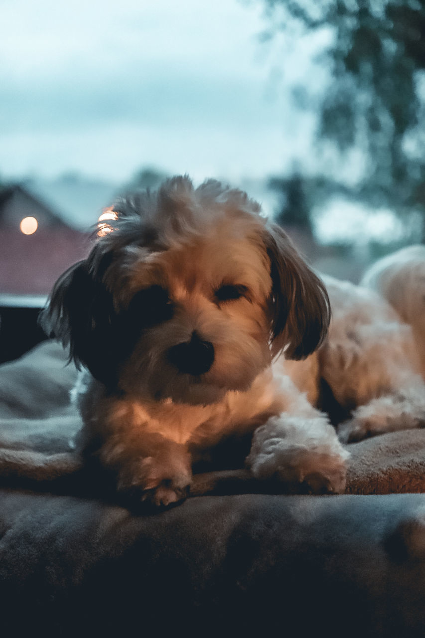 dog, canine, domestic animals, pet, mammal, one animal, animal themes, animal, puppy, relaxation, lap dog, no people, blue, focus on foreground, sitting, cute, portrait, havanese, nature, lying down, sky, resting