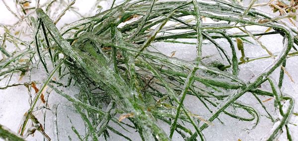 High angle view of pine tree during winter