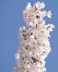 Low angle view of cherry blossom against clear blue sky