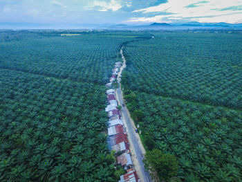 High angle view of rice field against sky