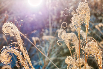 Close-up of frozen plant